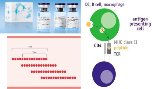 調節性T細胞研究與轉化的關鍵 功能性與特異性及技術咨詢